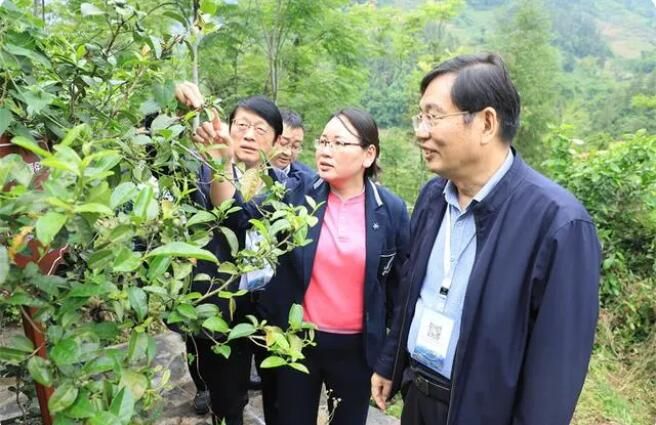 有关于湖北巴东:区域公共品牌+龙头企业品牌推动茶产业发展的相关内容(2)