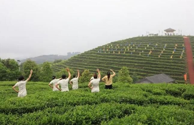 有关于湖北巴东:区域公共品牌+龙头企业品牌推动茶产业发展的相关内容