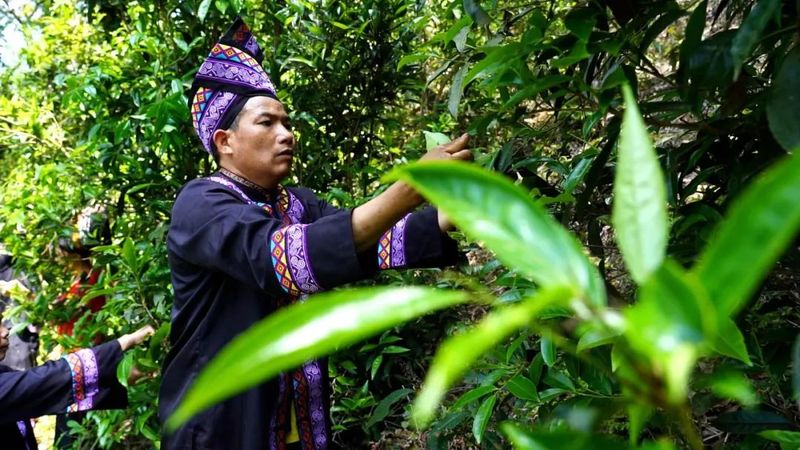 有关于江州区那隆镇：“党旗红”点燃茶产业发展“绿引擎”的消息