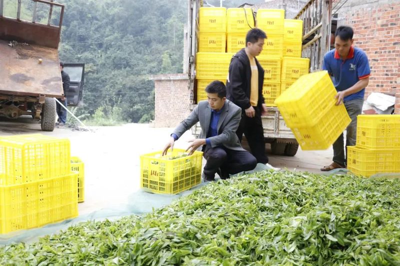 有关于江州区那隆镇：“党旗红”点燃茶产业发展“绿引擎”的消息(1)