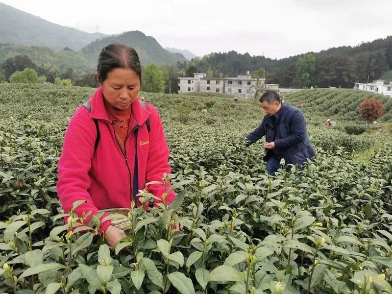 关于一叶白茶带富一方 德江县平原镇依托白茶产业助力乡村振兴走笔的新闻(5)