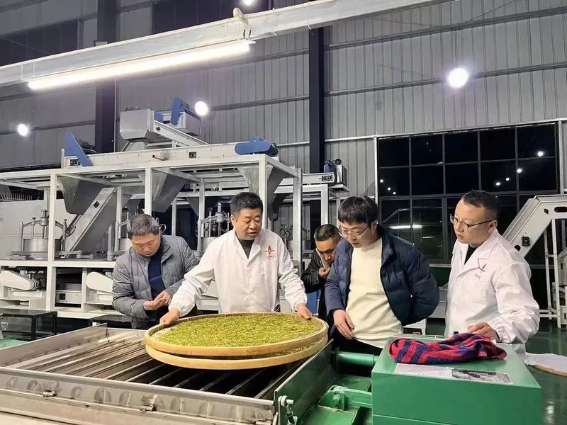 关于一叶白茶带富一方 德江县平原镇依托白茶产业助力乡村振兴走笔的新闻(2)