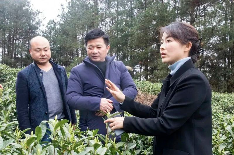 关于一叶白茶带富一方 德江县平原镇依托白茶产业助力乡村振兴走笔的新闻(6)