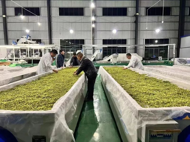 关于一叶白茶带富一方 德江县平原镇依托白茶产业助力乡村振兴走笔的新闻(3)