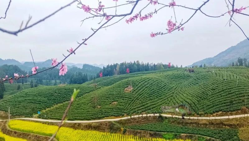 关于一叶白茶带富一方 德江县平原镇依托白茶产业助力乡村振兴走笔的新闻(1)