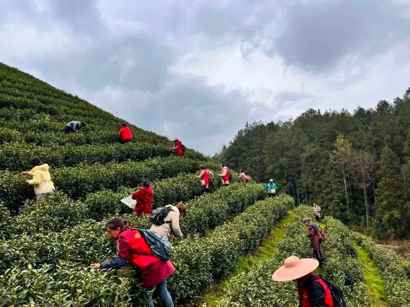 关于一叶白茶带富一方 德江县平原镇依托白茶产业助力乡村振兴走笔的新闻(4)