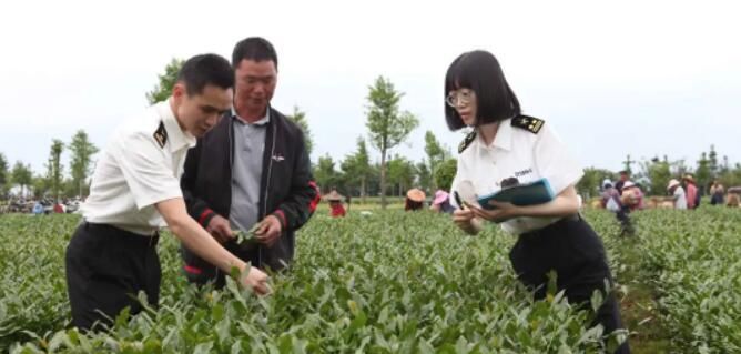 关于1—4月出口开门红!安溪乌龙茶飘香海外的相关内容