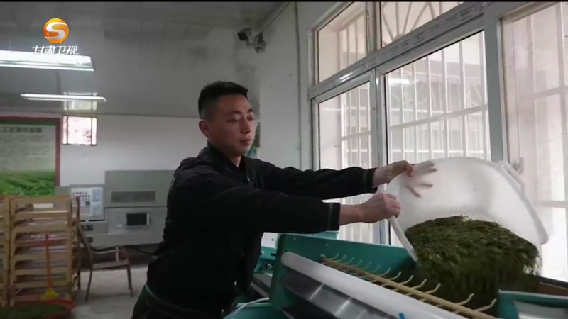 关于甘肃唯一产茶地区"卖风景":从一片绿叶到漫山"金叶&q(3)