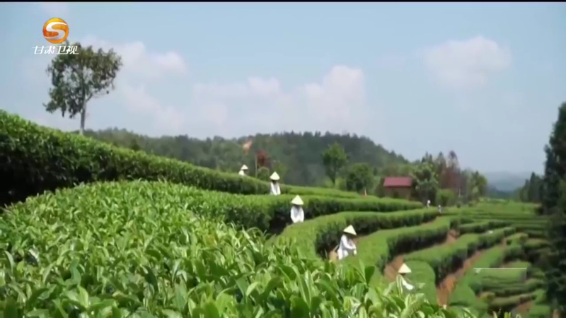 关于甘肃唯一产茶地区"卖风景":从一片绿叶到漫山"金叶&q