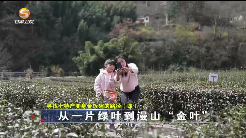关于甘肃唯一产茶地区"卖风景":从一片绿叶到漫山"金叶&q(1)