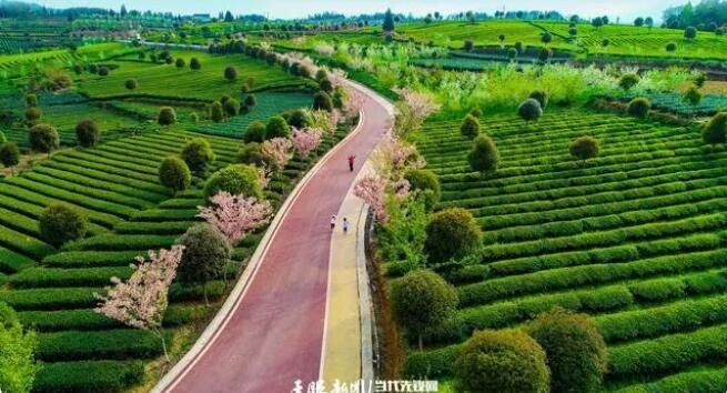 关于贵州全力以赴打造高质量干净黔茶的消息(3)