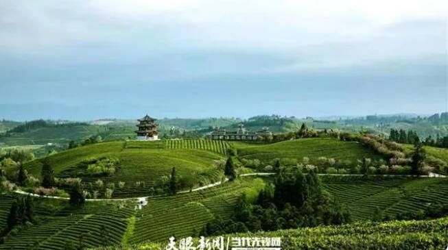 关于贵州全力以赴打造高质量干净黔茶的消息(2)