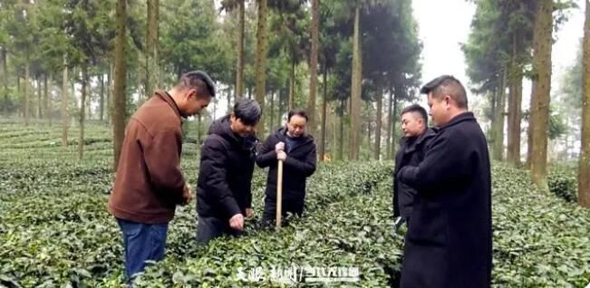 关于贵州全力以赴打造高质量干净黔茶的消息(1)