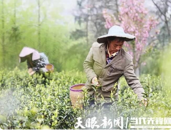 关于贵州全力以赴打造高质量干净黔茶的消息(6)