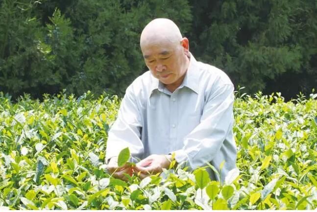 关于一甲子“南茶北引”路 六十载引茶种茶情的内容(1)