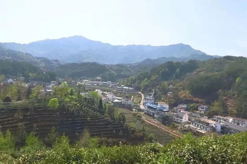 有关于春茶中国行⑦亮剑!中国茶高品质“潜力股”的内容