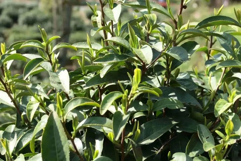 有关于春茶中国行⑦亮剑!中国茶高品质“潜力股”的内容(2)