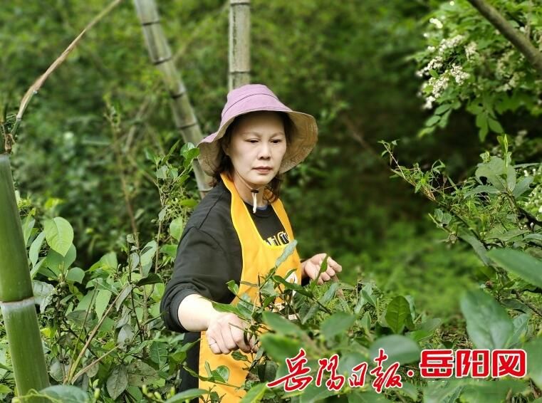 关于高山之巅 “放养”30年的茶园找到了“新东家”的资讯(2)