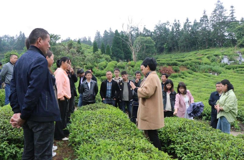 关于专家传“茶经”，助力浮梁茶产业绿色高质高效的新闻