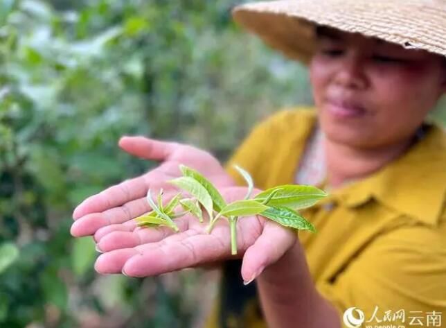 有关于种茶富了云南这一边境县的信息