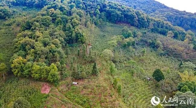 有关于种茶富了云南这一边境县的信息(2)
