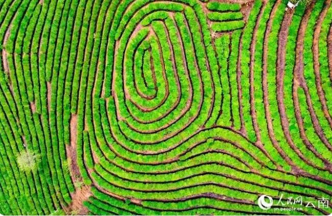 有关于种茶富了云南这一边境县的信息(3)