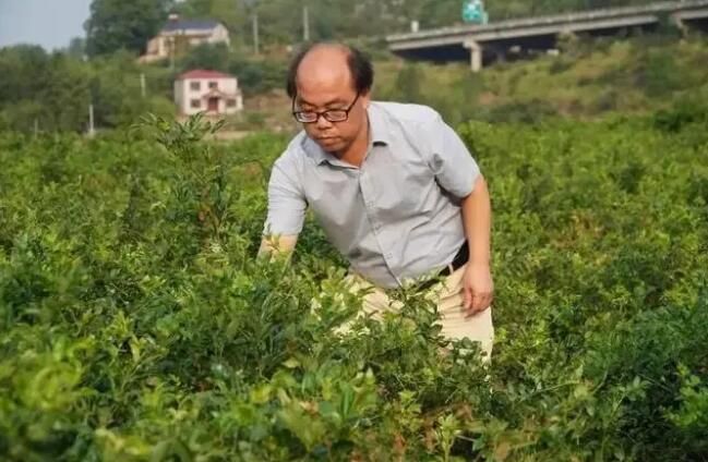 有关于张家界永定区：科技赋能添“智” 让莓茶香飘四海的新闻