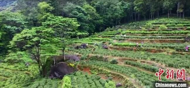 关于闽北发现300年树龄古茶树的新闻(4)