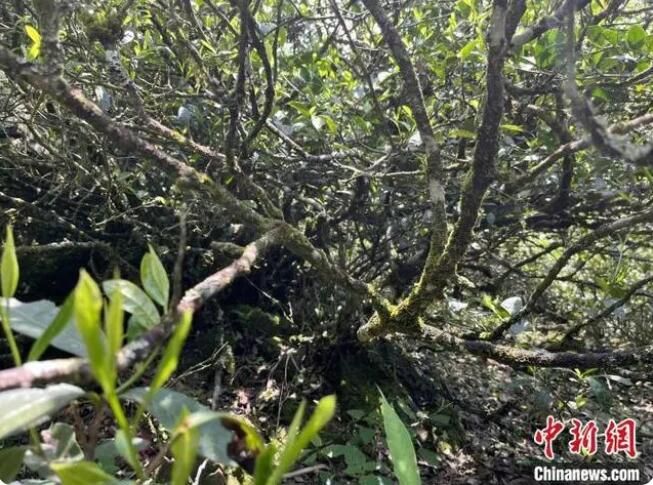 关于闽北发现300年树龄古茶树的新闻
