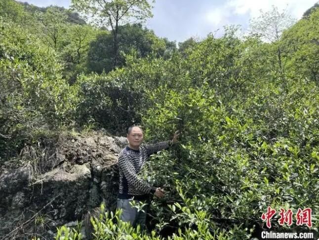 关于闽北发现300年树龄古茶树的新闻(1)