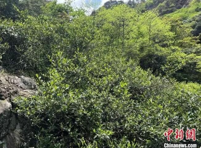关于闽北发现300年树龄古茶树的新闻(2)