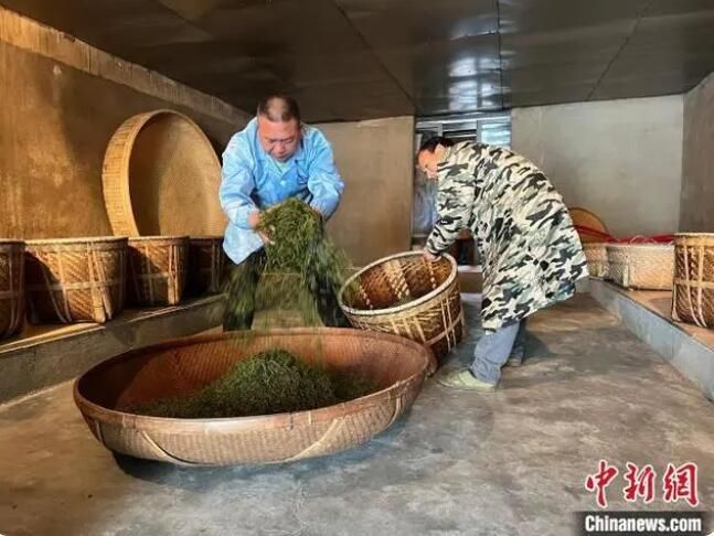 关于闽北发现300年树龄古茶树的新闻(3)