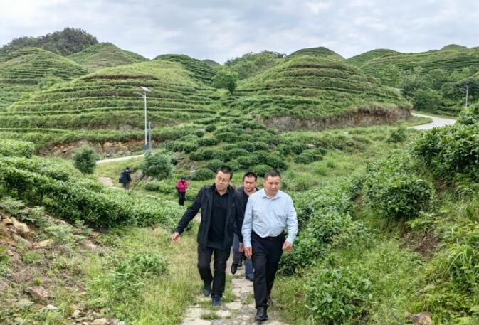 关于九三学社黔南州委赴三都县调研茶产业发展情况的相关信息(1)