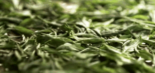 关于百强县市大冶竟然藏着茶，1000年前苏轼亲自代言并诗传至今的内容(3)