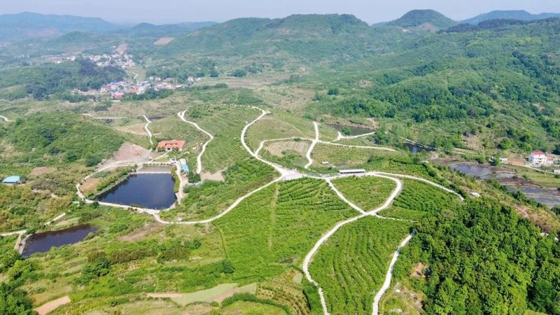 关于百强县市大冶竟然藏着茶，1000年前苏轼亲自代言并诗传至今的内容(9)