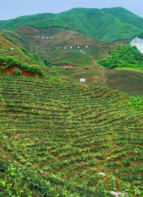 关于百强县市大冶竟然藏着茶，1000年前苏轼亲自代言并诗传至今的内容(10)