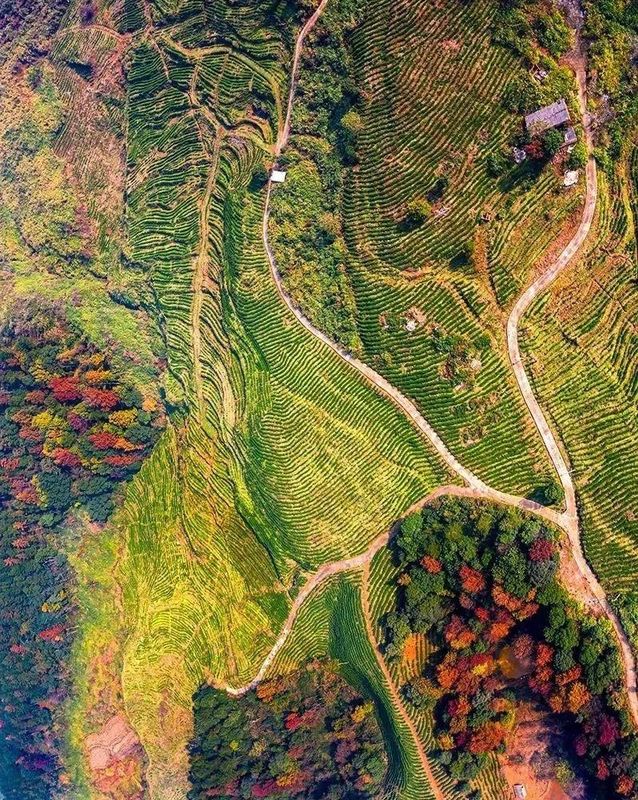 关于百强县市大冶竟然藏着茶，1000年前苏轼亲自代言并诗传至今的内容(17)