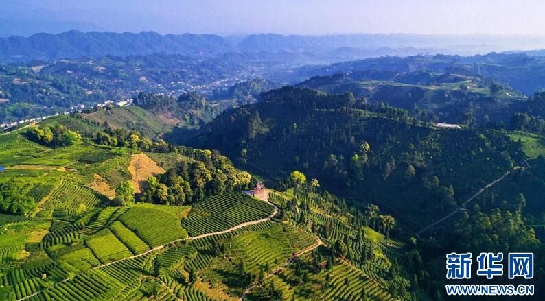 有关于激活茶产业发展 雅安市名山区走出茶旅融合发展新道路的新闻(2)