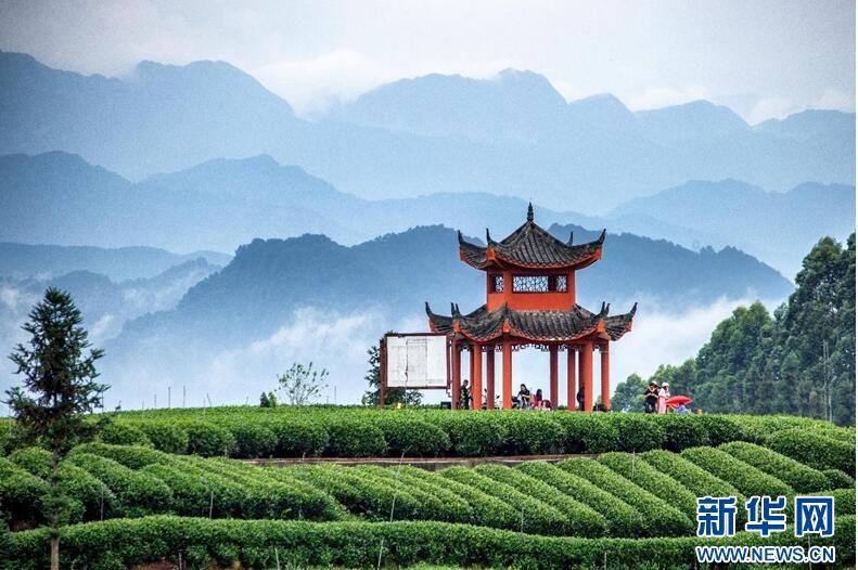 有关于激活茶产业发展 雅安市名山区走出茶旅融合发展新道路的新闻