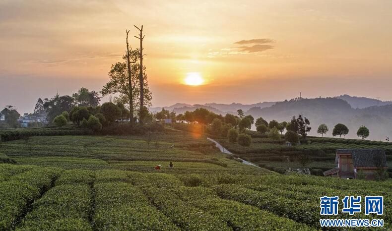 有关于激活茶产业发展 雅安市名山区走出茶旅融合发展新道路的新闻(1)