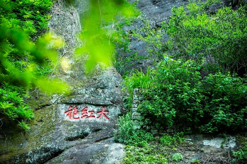 有关于喜报！武夷岩茶、武夷红茶再登百强榜，品牌价值创新高的最新消息(6)