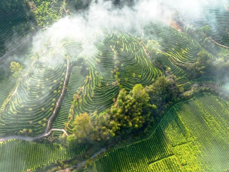 有关于喜报！武夷岩茶、武夷红茶再登百强榜，品牌价值创新高的最新消息(5)