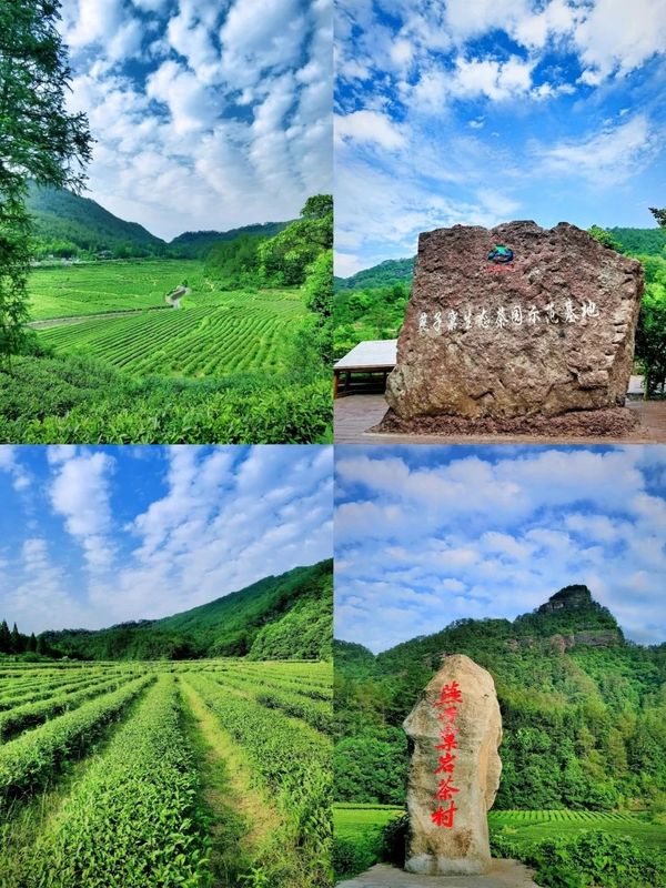 有关于喜报！武夷岩茶、武夷红茶再登百强榜，品牌价值创新高的最新消息(9)