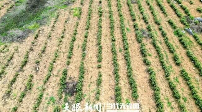 有关于黔西市金兰镇：千亩白茶“增金添绿”的新闻