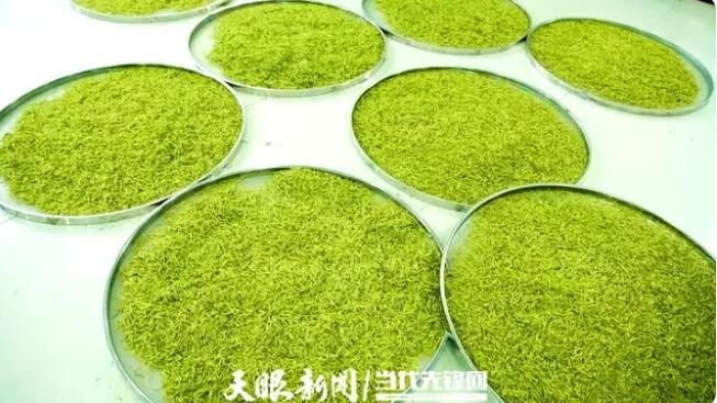 有关于黔西市金兰镇：千亩白茶“增金添绿”的新闻(2)