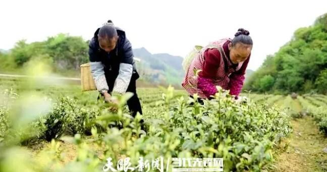 有关于黔西市金兰镇：千亩白茶“增金添绿”的新闻(1)