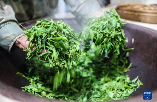 有关于浙江长兴：立夏至 高山茶采摘忙的消息(3)