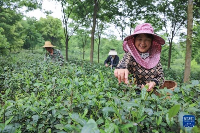 有关于浙江长兴：立夏至 高山茶采摘忙的消息(2)