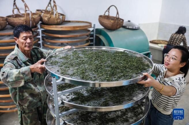 有关于浙江长兴：立夏至 高山茶采摘忙的消息(1)