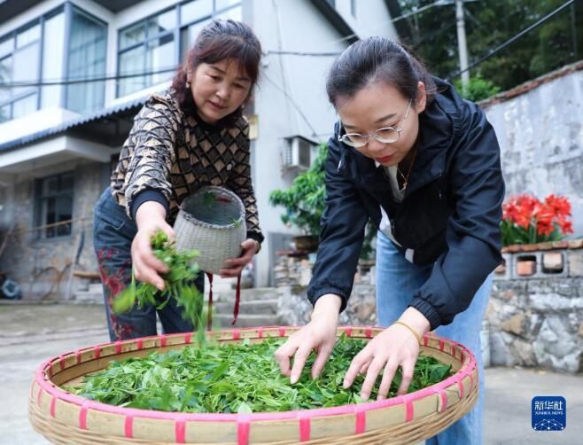 有关于浙江长兴：立夏至 高山茶采摘忙的消息(4)